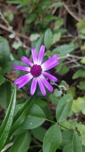 Pericallis lanata, photograph 6