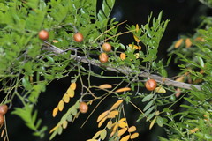 Xanthocercis zambesiaca