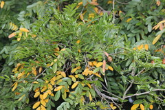 Xanthocercis zambesiaca