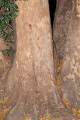 Xanthocercis zambesiaca