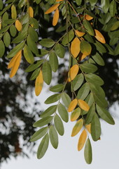 Xanthocercis zambesiaca