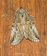 Prionofrontia strigata