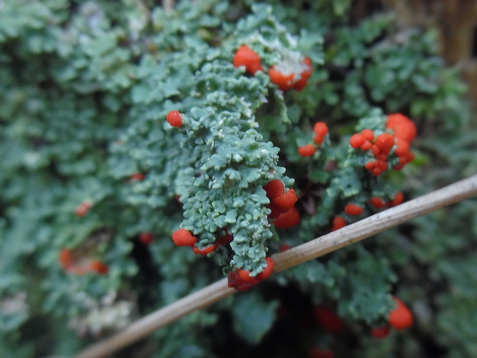 Cladoniaceae image