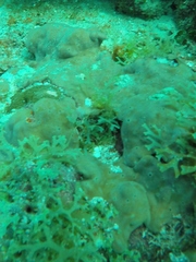 Chondrilla caribensis