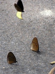 Euploea camaralzeman