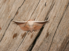 Cecidothyris pexa pexa