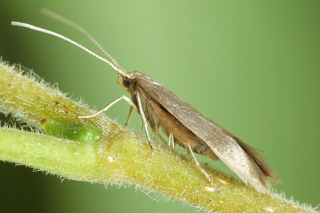 Cigar Casebearer Moth