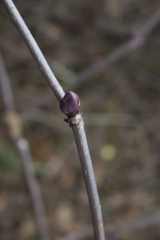 Sambucus racemosa racemosa