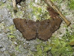 Chiasmia bornusaria