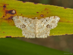 Calletaera subexpressa