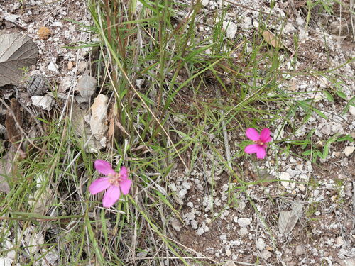 Cosmos linearifolius (Cosmos linearifolius)