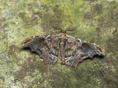 Hyposidra violescens