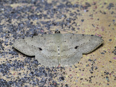 Luxiaria emphatica