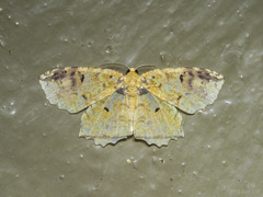 Yashmakia orsinephes