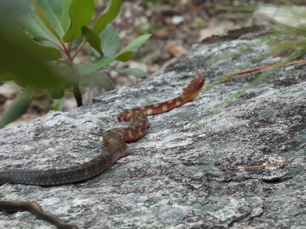 Clifton’s Lizard Eater