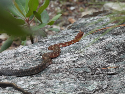 Clifton’s Lizard Eater