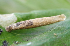 Coleophora trochilella