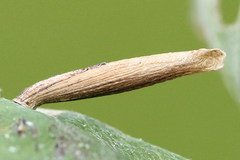 Coleophora trochilella