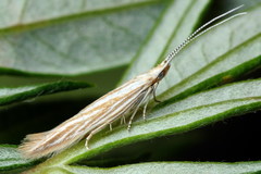 Coleophora trochilella