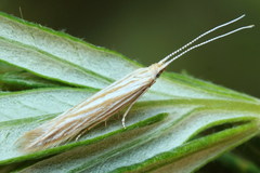 Coleophora trochilella