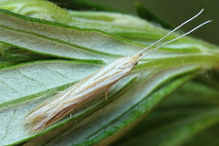 Coleophora trochilella