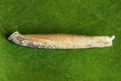 Coleophora trochilella