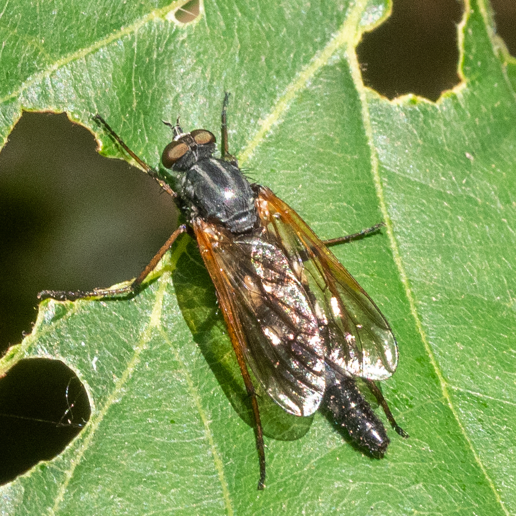 Pandivirilia caesia