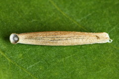 Coleophora trochilella