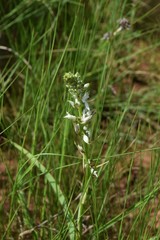 Chlorophytum angulicaule