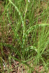 Chlorophytum angulicaule