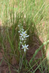 Chlorophytum angulicaule