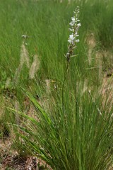 Chlorophytum angulicaule