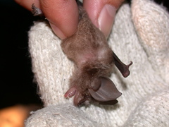 Formosan Lesser Horseshoe Bat photo 2