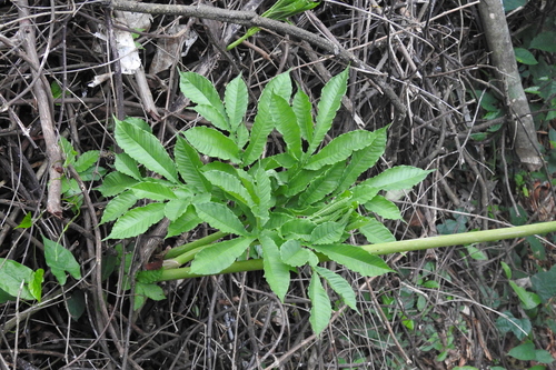 Amorphophallus johnsonii image