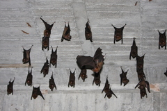 Hipposideros armiger terasensis