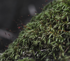 Pseudisothecium cristatum