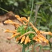 Leonotis ocymifolia schinzii - Photo (c) Joan Faiola, μερικά δικαιώματα διατηρούνται (CC BY-NC), uploaded by Joan Faiola
