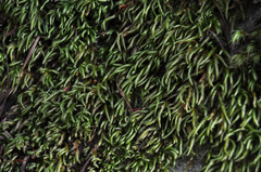 Pseudisothecium cristatum