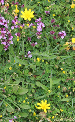 Leontodon saxatilis saxatilis