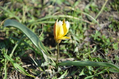 Tulipa uniflora