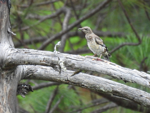 Aztec Thrush (Ridgwayia pinicola), photo 6