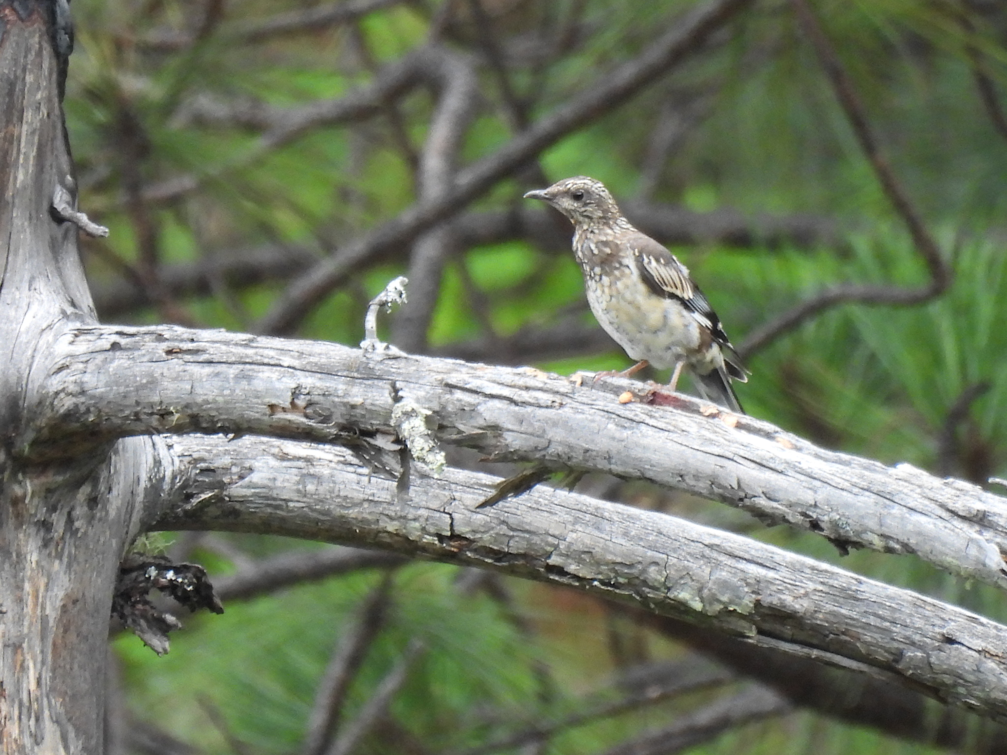 Aztec Thrush (Ridgwayia pinicola), photo 4