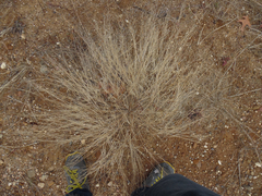 Aristida longespica