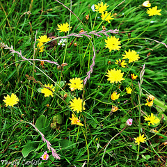 Leontodon saxatilis saxatilis