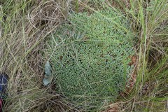 Euphorbia pulvinata