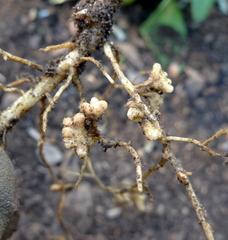 Rhizobium