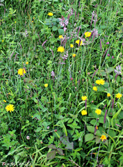 Leontodon saxatilis saxatilis