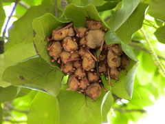 Myotis formosus flavus