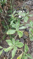 Crambe scaberrima