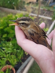 Acrocephalus schoenobaenus